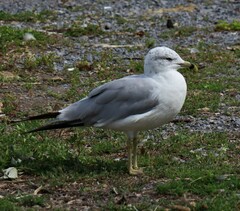 Larus delawarensis