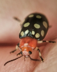 Phola sedecimpustulata