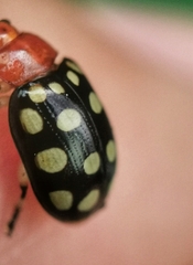 Phola sedecimpustulata