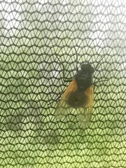 Mesembrina resplendens