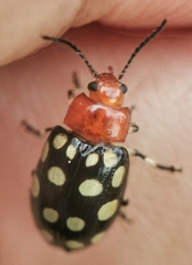 Phola sedecimpustulata