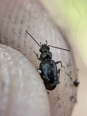 Bembidion semipunctatum
