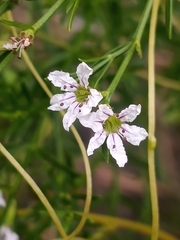 Lythrum lineare
