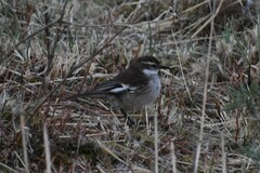 Cinclodes albiventris