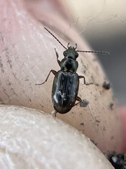 Bembidion semipunctatum