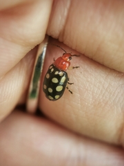 Phola sedecimpustulata