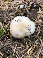 Russula stricklandiorum