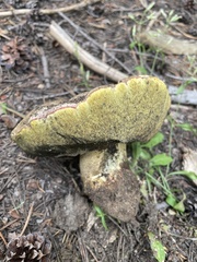 Butyriboletus primiregius