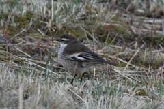 Cinclodes albiventris