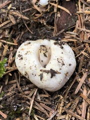Russula stricklandiorum