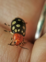 Phola sedecimpustulata