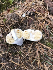Russula stricklandiorum