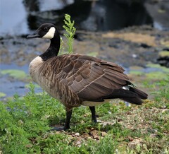 Branta canadensis