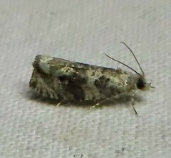 Olethreutes appendiceum