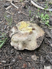 Butyriboletus primiregius