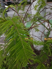 Anadenanthera colubrina