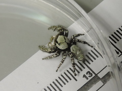 Phidippus carolinensis