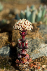 Crassula columnaris