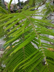 Anadenanthera colubrina