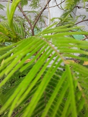 Anadenanthera colubrina