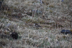 Cinclodes albiventris