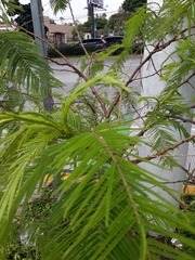 Anadenanthera colubrina