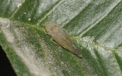 Synophropsis