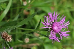Centaurea stoebe