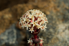 Crassula columnaris