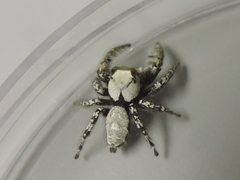 Phidippus carolinensis