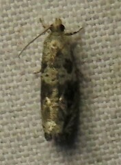 Olethreutes appendiceum