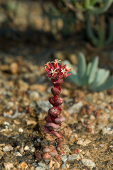 Crassula columnaris