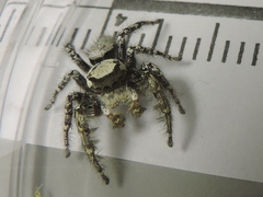 Phidippus carolinensis