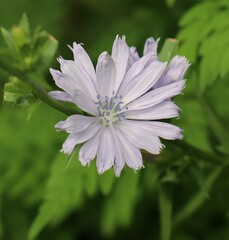 Cichorium intybus