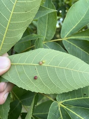 Caryomyia deflexipili