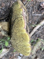 Butyriboletus primiregius