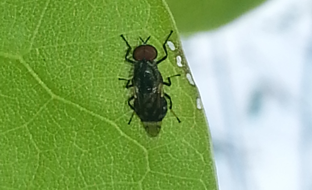 Euryneura propinqua