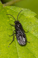 Phymatocera