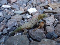 Sphaerodactylus copei