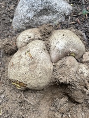 Butyriboletus primiregius