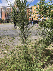 Ulmus pumila
