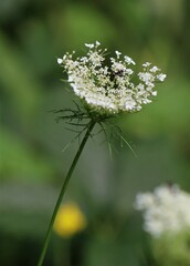 Daucus carota
