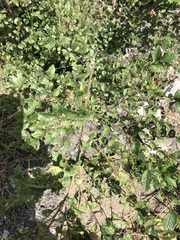 Ulmus pumila
