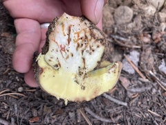 Butyriboletus primiregius