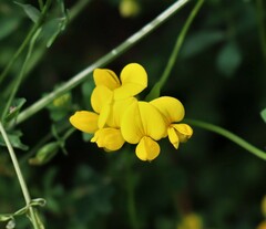 Lotus corniculatus