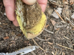 Butyriboletus primiregius