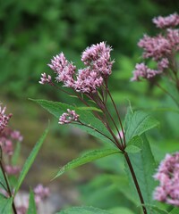 Eutrochium maculatum