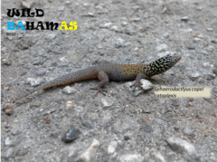 Sphaerodactylus copei cataplexis