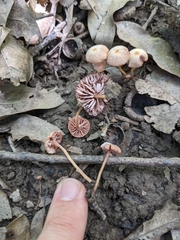Laccaria striatula