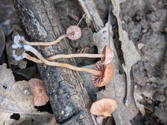 Laccaria striatula